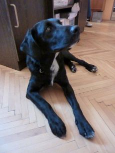 V Tanvaldě nalezen černý labrador